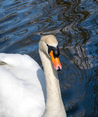 White swan on the River Whitham, Grantham, England.
