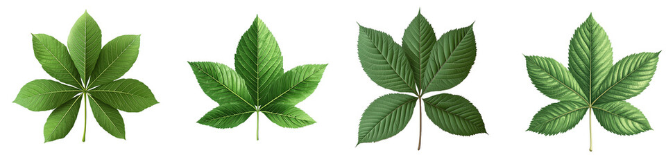Four variations of vibrant green Horse Chestnut leaves isolated on Transparent Background