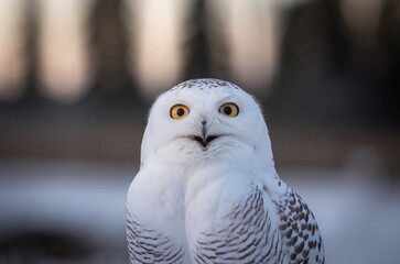 Fototapeta premium A close-up shot of a snowy owl's face