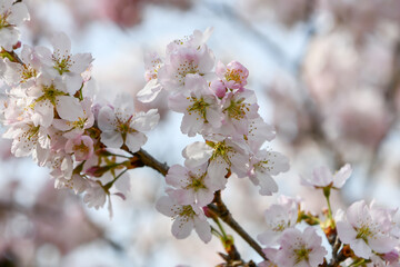 Obraz premium 細井桜