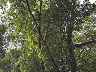 Shady trees with lots of leaves, creative natural background