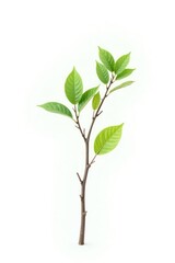 Obraz premium Isolated branch with a few leaves and some twigs against a plain white background, twig, solitary tree