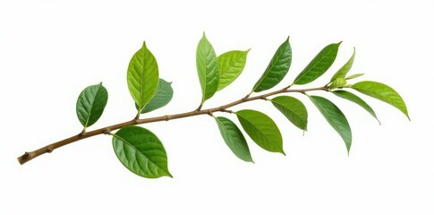Fototapeta premium Isolated branch on white background with subtle texture, branchwork, texture, foliage