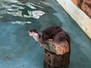 Otter Resting on a Rock near Clear Water in a Natural Habitat Environment