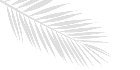 An Intricate Shadow of Tropical Palm Leaf Branches Showing in the Upper Left Corner Isolated on a Transparent or White Background