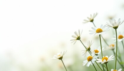 Delicate white wildflowers against pure white background, minimal, background