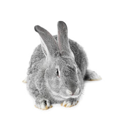 Fluffy grey rabbit on white background. Cute pet