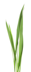 Blades of green grass isolated on white