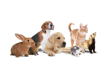 Group of cute domestic pets on white background