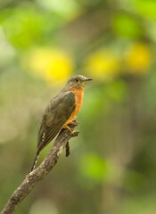 Fan-tailed cuckoo (Cacomantis flabelliformis) perched on a branch displaying its buff-colored chest, yellow eye-ring and barred tail, 