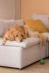 Relaxed golden retriever dog lying on a light-colored sofa with yellow cushions, in a warm and peaceful living room setting