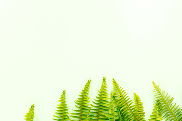 fern leaf background