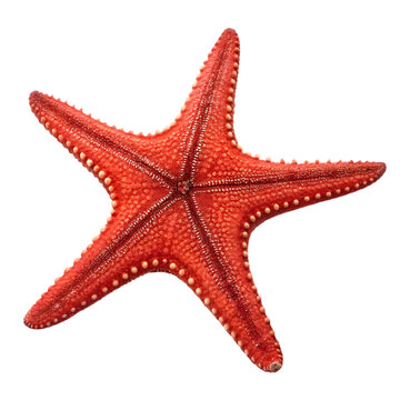 Red Starfish: Ocean Life Image on transparent background