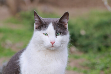 close-up portrait of a cat