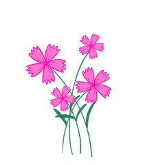 pink daisy flowers