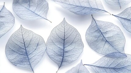 Obraz premium Delicate Blue Skeleton Leaves on White Background