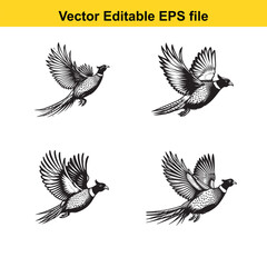 Fototapeta premium Vector Pheasant standing, running, and flying