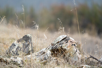 Rocks and dry grass.