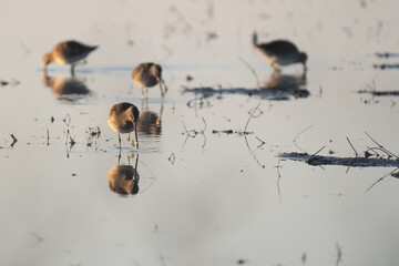 Sandpipers feeding in shallow water.