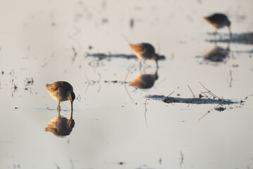 Sandpipers feeding in shallow water.