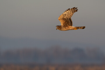 Hawk soars in flight.