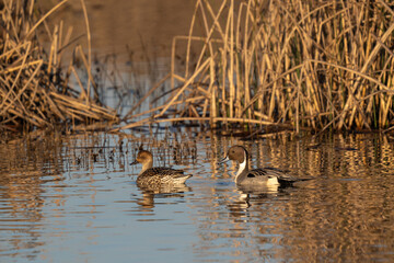 Ducks swimming in golden water.
