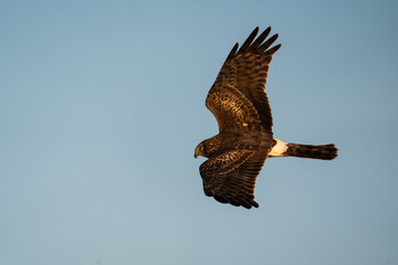 Hawk soars in blue sky.