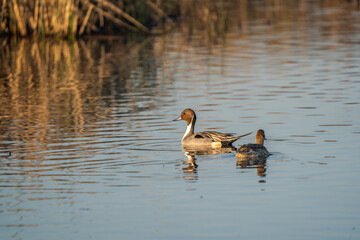 Ducks swimming in calm water.