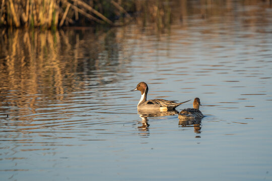 Ducks swimming in calm water.