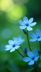 Obraz premium Soft focus blue blooms, blurred natural backdrop, pretty, field, petals