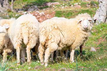 Naklejka premium A group of fluffy sheep grazing on a sunny green meadow. the natural setting showcases vibrant greenery, white wool, and clear skies, capturing a peaceful rural scene.