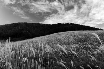 神奈川県箱根町　秋の仙石原すすき草原