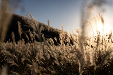 神奈川県箱根町　秋の仙石原すすき草原