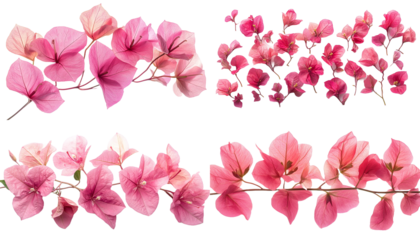 Bougainvillea Set Transparent Pink Flowers and Branches on Transparent
