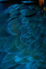 Fototapeta premium Close-up Peacocks, colorful details and beautiful peacock feathers.