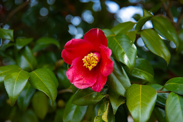 A blooming camellia flower at the park in spring close up