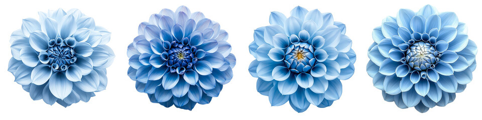 Obraz premium Four Pastel Blue Dahlia Flowers Transparent Floral Arrangement