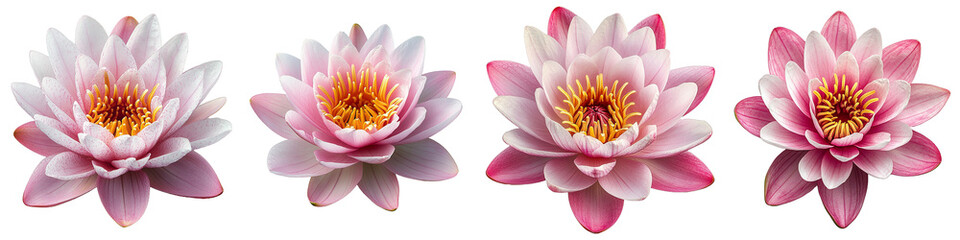 Fototapeta premium Four Pink Water Lilies Blooms with Petals on Transparent Display