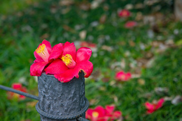 A blooming camellia flower fallen to the ground in spring
