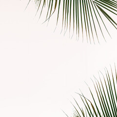 Obraz premium Fresh palm leaves png background