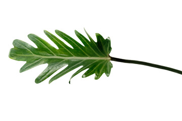 Fresh green Philodendron Xanadu leaf transparent png © Rawpixel.com
