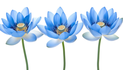 Three Blue Lotus Flowers on Transparent Background, Blossoms