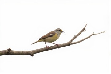 Fototapeta premium Bird perched on branch nature photography minimalist background wildlife view