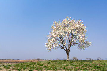 一本の大木と青空、満開に咲いたコブシの白い花