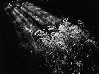 Ethereal Grassland in Monochrome