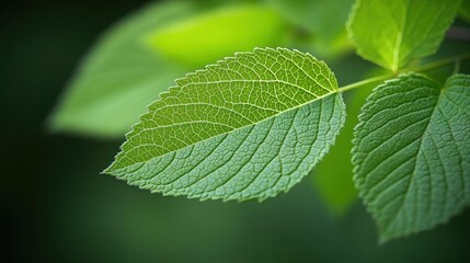 Obraz premium Vibrant Green Leaf Close Up Nature Photography