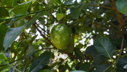 passion fruit