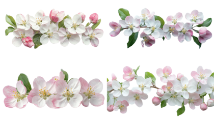 Four Sprigs of Blossoming Pink Tipped Apple Flowers on Transparent
