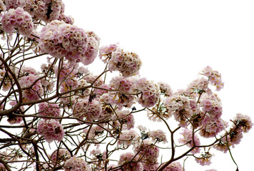 Pink flower image, transparent background image