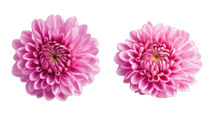 two vibrant pink flowers with layered petals showcasing intricat